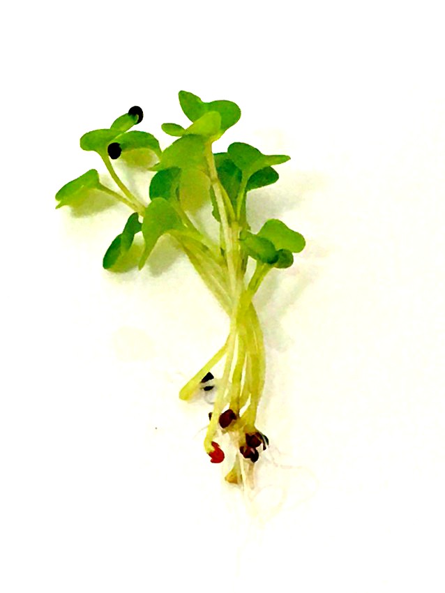 Radish microgreens growing in hydroponics