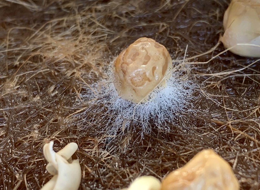 Growing microgreens - example of mold on seeds.