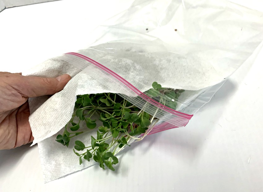 Growing microgreens - preparing for storing in the fridge