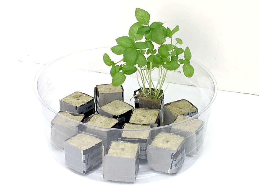 Growing herbs from seeds - rockwool cubes in pastic saucer