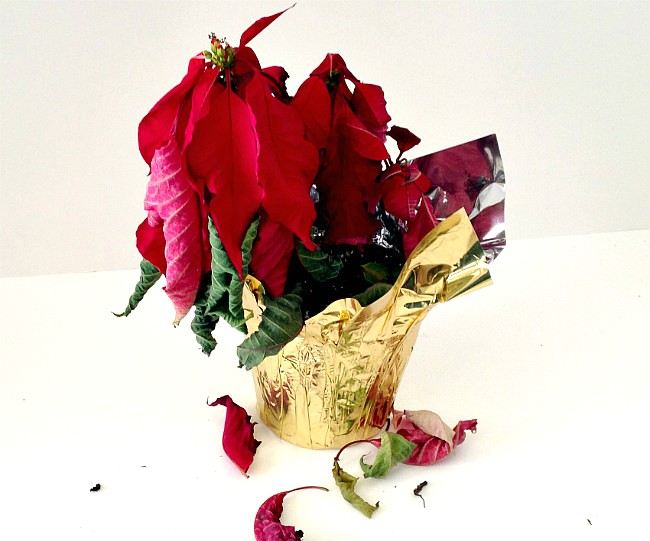 poinsettia poinsettia