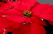 amaryllis