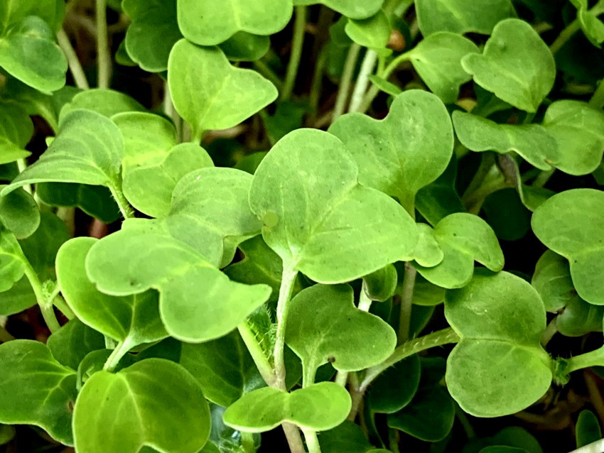 Growing microgreens - mature plants