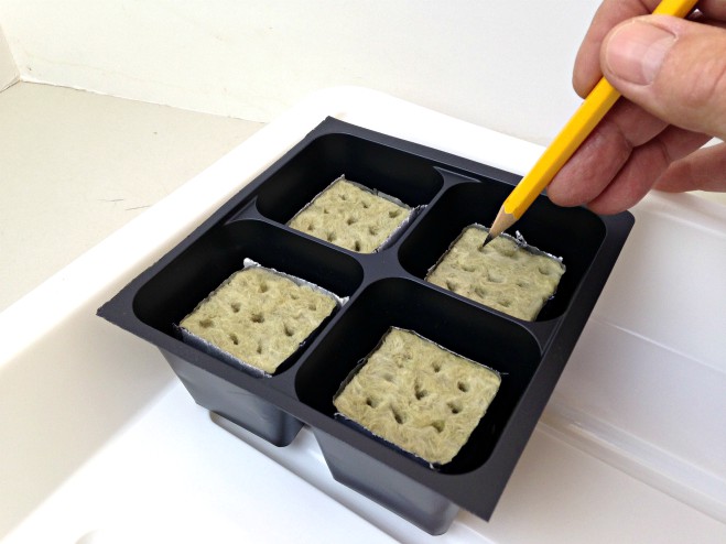 Growing herbs - planting seeds in Rockwool cubes