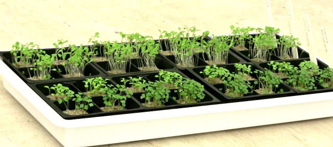 Growing herbs from seeds - tray of new seedlings