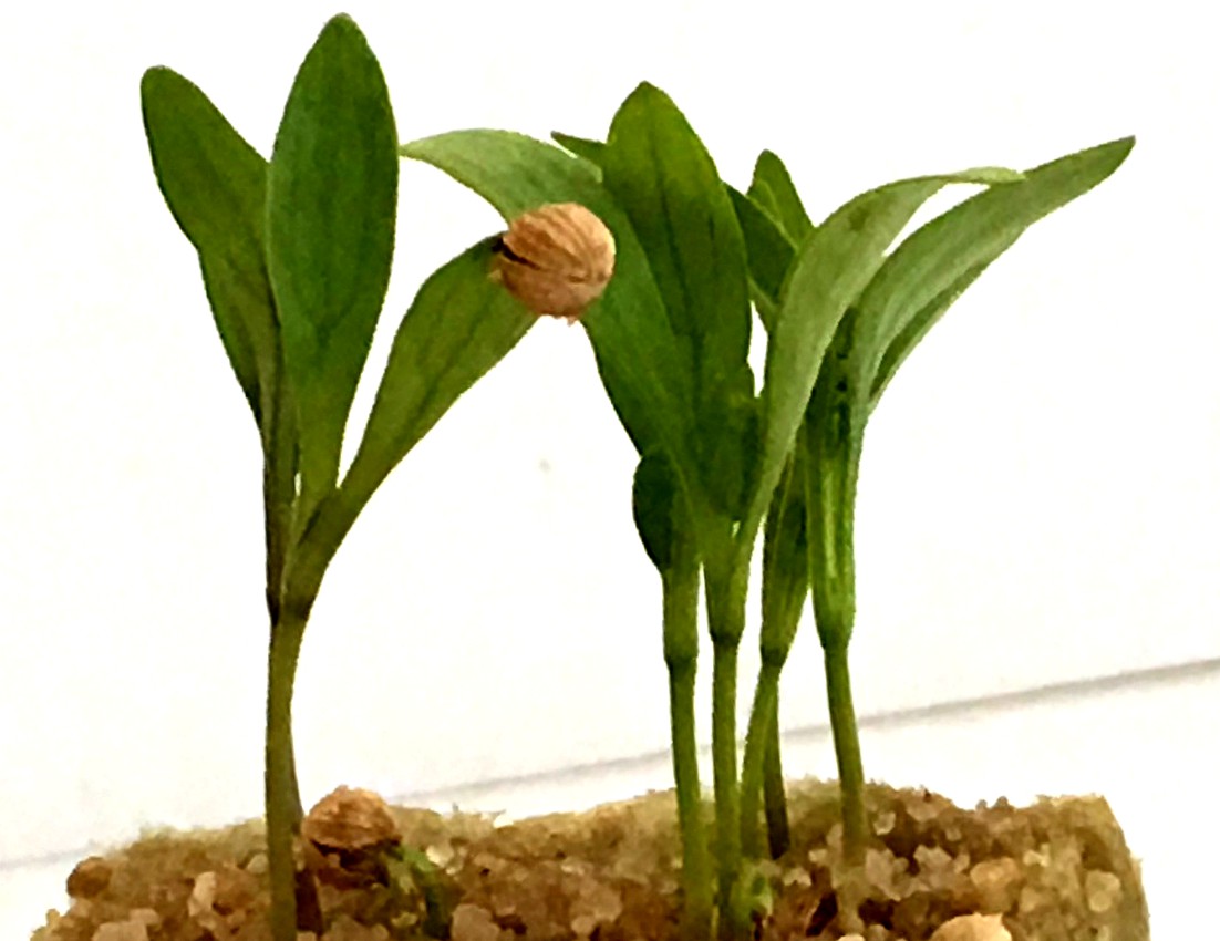 Seedlings emerging from Rockwoo Grow Cubes