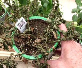 Dehydrated herbs growing in soil