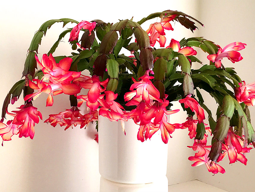 christmas cactus