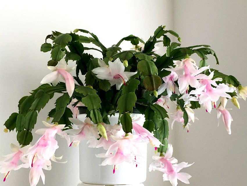 christmas cactus