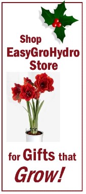 amaryllis